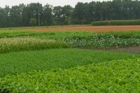 A cover crop is a full crop