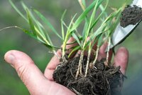 Cross-talks between plant nutrients deserve more attention Cross-talks between plant nutrients deserve more attention